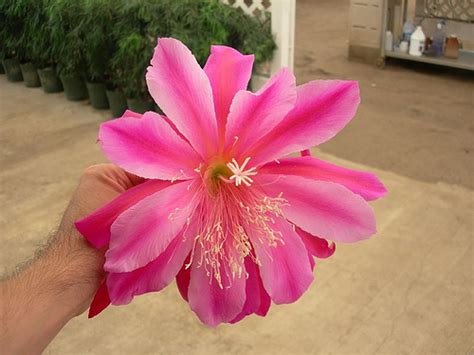 Tipicas Nombres De Flores Mexicanas