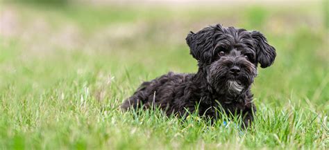 White Yorkie And Poodle Mix