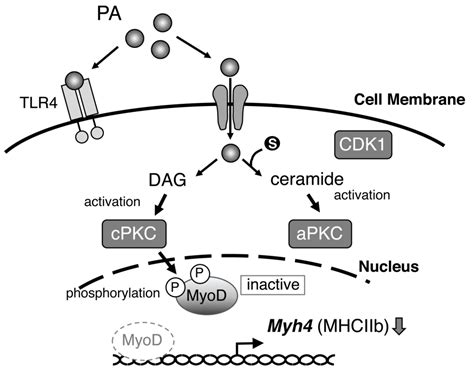 Ijms Free Full Text Palmitic Acid Inhibits Myogenic Activity And Expression Of Myosin Heavy