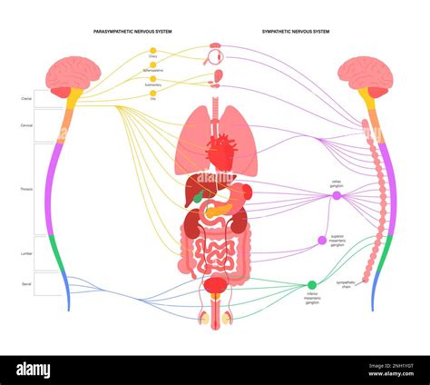 Sistema nervioso autónomo ilustración Fotografía de stock Alamy