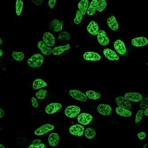 Nucspot® Live 488 Nuclear Stain Trial Size Biotium