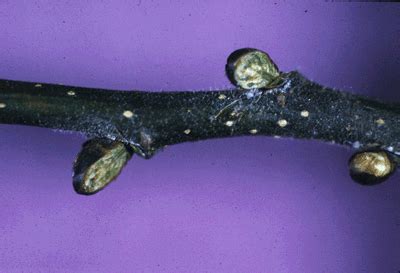 Camperdown Elm (U. glabra var. camperdownii) 