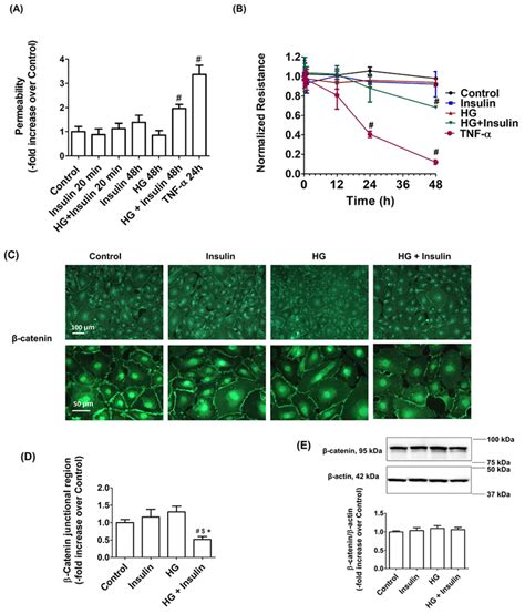 Insulin Resistance Disrupts Cell Integrity Mitochondrial Function And