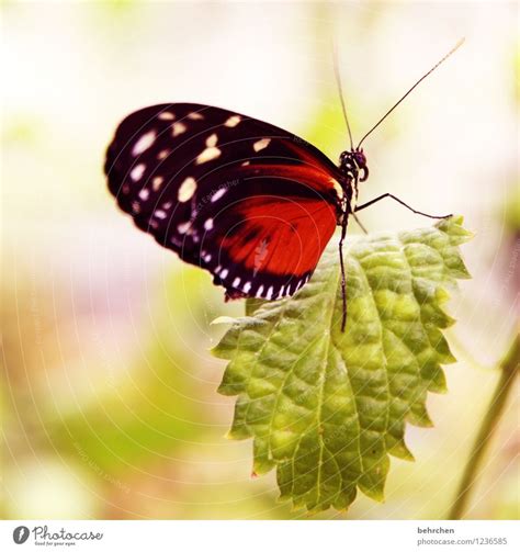 Bewegungslos Natur Pflanze Ein Lizenzfreies Stock Foto Von Photocase