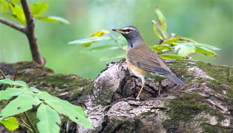 Urban Shanghai Shanghai Birding 上海观鸟