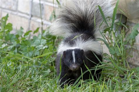 Cómo contrarrestar el mal olor de la mofeta Mis animales