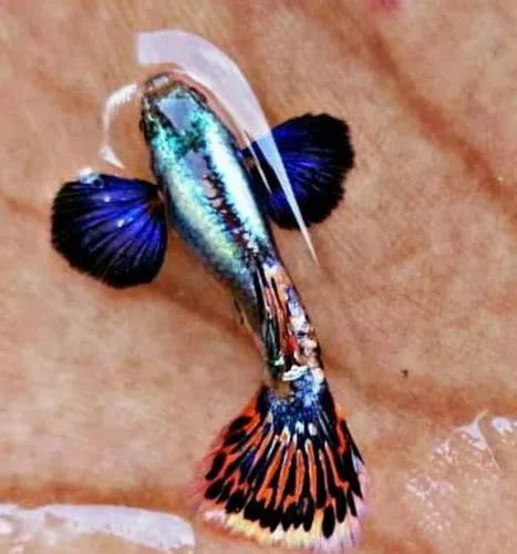 Which Is Best Dumbo Ear Guppy Guppy Fish Collections Off