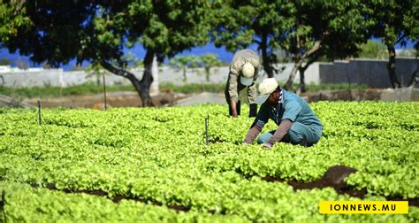 Post Belal Les planteurs reçoivent leurs chèques de Rs 10 000 par