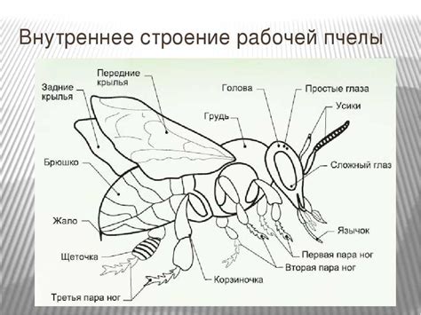 Строение пчелы для детей дошкольного возраста картинки - Фото подборки