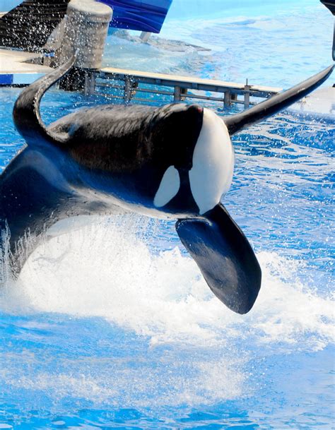 Tilikums Legacy How The Late Seaworld Orca Changed The Park And Whale