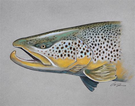 Pin By Dee Whitten On Fishing And Frogs Trout Art Fish Painting Fly