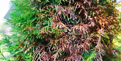 How To Prune Pieris General And Hard Pruning Large Plants