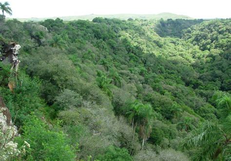 64 Bosques De Quebrada Mgap