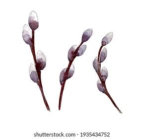 Watercolor Illustration Pussy Willow Twigs Isolated Stock Illustration 1935434752 Shutterstock