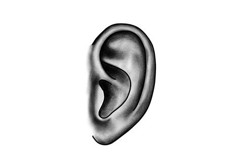 How To Draw An Ear Design School