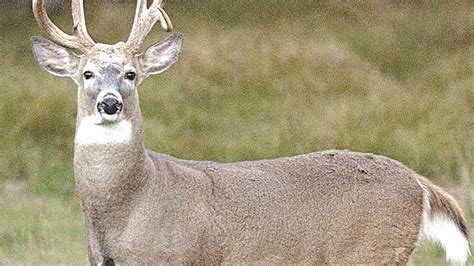 Online Harvest Reporting Starts With Fall 2022 Deer Hunting Seasons