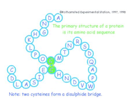 Protein Structure Folding Diseases L Flashcards Quizlet