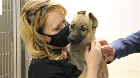 Contagious Virus Closes Part Of Gaston County Animal Shelter