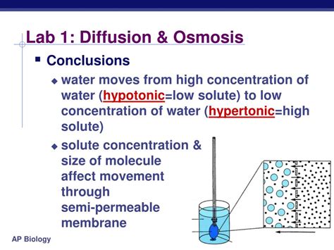 Diffusion And Osmosis Lab Ap Biology