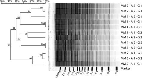 Reproducibility Of Rapd Pcr Fingerprints Using The Hcb 1 Decamer