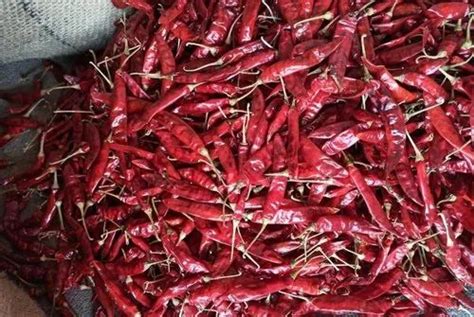 Guntur Dry Red Chilli Kg And More At Rs Kg In Guntur Id