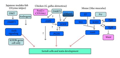 The Variety Of Vertebrate Mechanisms Of Sex Determination PMC
