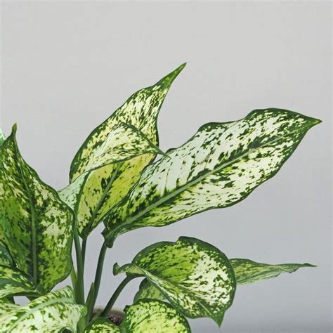 Aglaonema ‘First diamond’ | Izbová rastlina - Plantizia.sk
