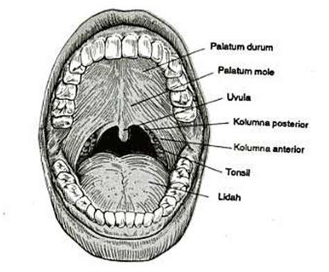 Anatomi Dan Fisiologi Mulut Keperawatanonline