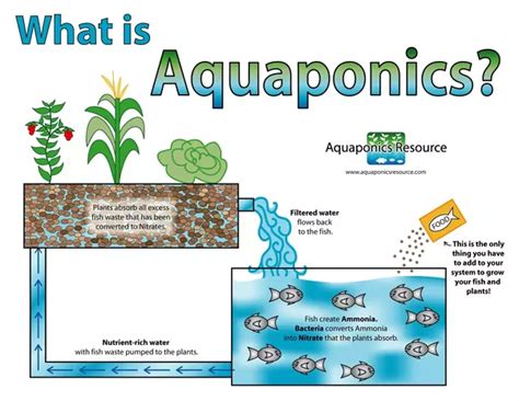 How To Build An Aquaponics System With Ibc Totes Duron Chavis