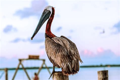 Scuba Diving Ambergris Caye San Pedro And Caye Caulker Zublu