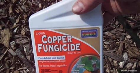 Copper Fungicide What Is It And How Do You Use It