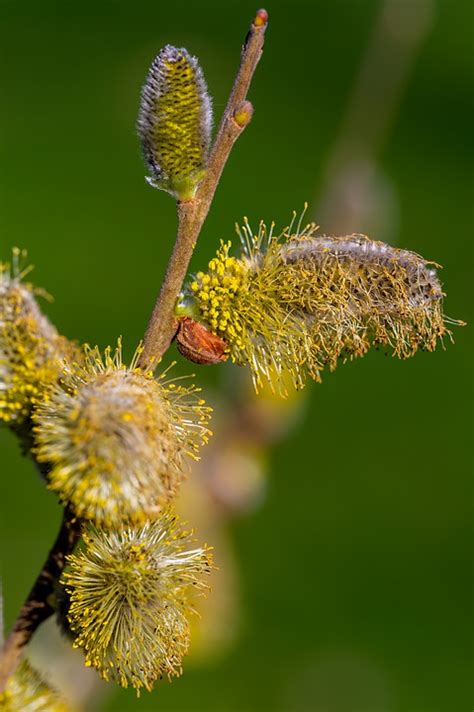 Willow Catkin Pollen Plant Free Photo On Pixabay Pixabay