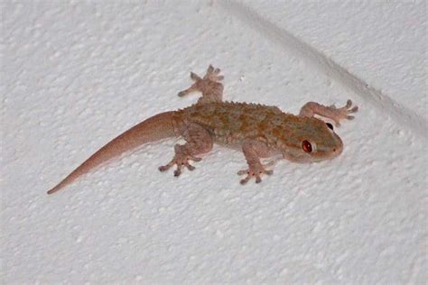 11 of the Most Common Lizards in Florida (Pictures) - Wildlife Informer