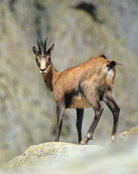 La Faune Des Alpes Savoie Mont Blanc Savoie Et Haute Savoie Alpes