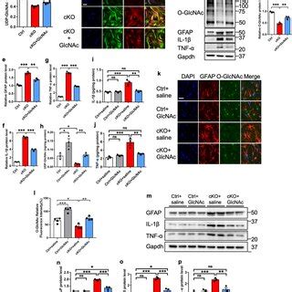 Restoration Of O GlcNAcylation Inhibits Reactivation And Inflammation