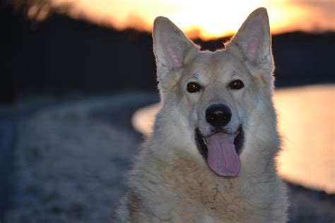 White German Shepherd Wolf Hybrid