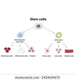 Stem Cells Types Illustration Vector Stock Vector (Royalty Free ...