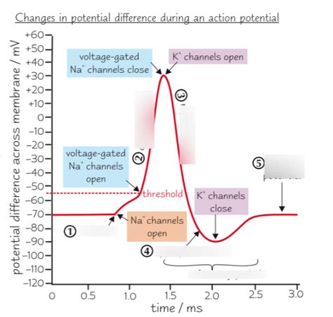 Diagram Of Action Potentials Quizlet