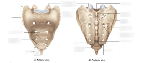 Sacral Vertebrae Diagram Quizlet