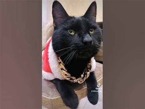 Бяша дед мороз😻 🎅 чёрный нос, совсем не чего не помнит,или притворяется ...