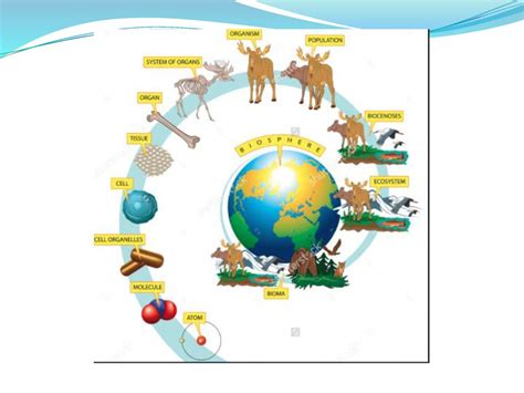 Temelji Moderne Biologije Ppt Download