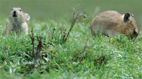 The Plateau Pika Has Multiple Benefits For Alpine Grassland Ecosystem