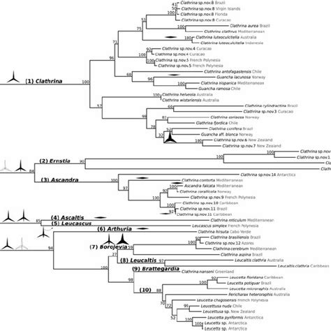 Maximum Likelihood Tree Built With The Gtr Plus Gamma Correction With