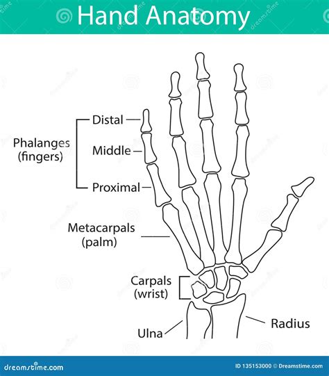 Skeletal Diagram Of The Hand