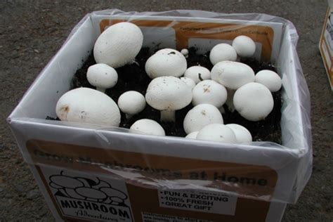 How To Grow Button Mushrooms