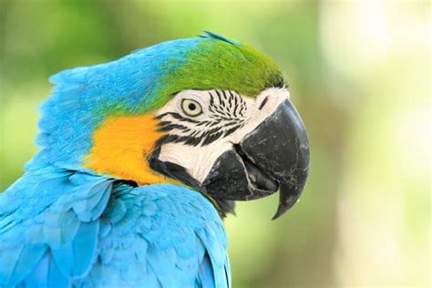 Exotic Colorful African Macaw Parrot Stock Photo Anna Om 9789967