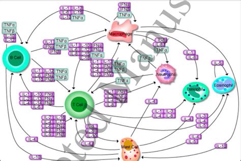 Metabolic Pathways Of Cytokines In Humans [reproduced With Permission