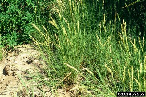 Saltgrass Distichlis Spicata