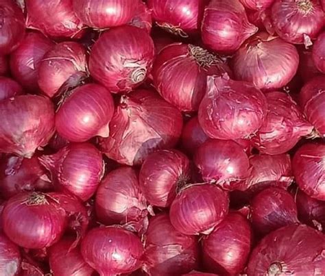 Dry 50 Kg A Grade Red Onion PP Bag Onion Size Available Small Rs 20