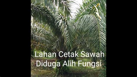 Lahan Cetak Sawah Dibarito Timur Kalteng Diduga Banyak Dialih Fungsi